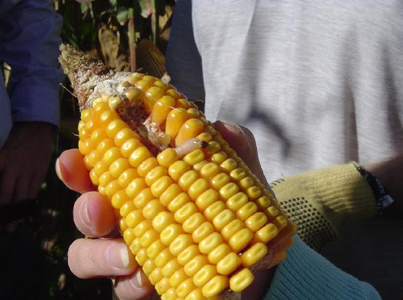Bt maize and insecticides A significant decrease in insecticide use was also demonstrated: fewer farmers applied insecticides on Bt maize (30% compared to 58% of conventional maize farmers) and those