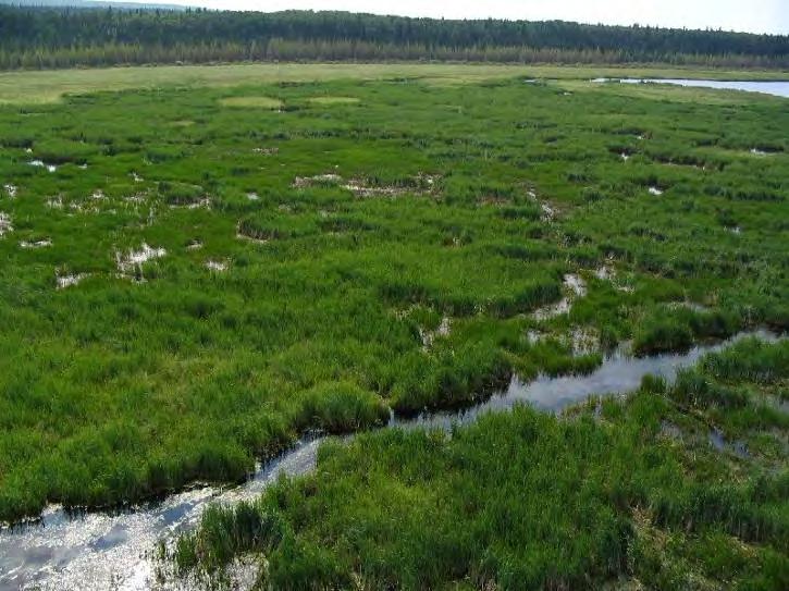 0) in this range. The von Post of the surface layer of organic soils, if present, are predominantly humic (8-10). Wetlands with these conditions are richer swamps, and marshes.