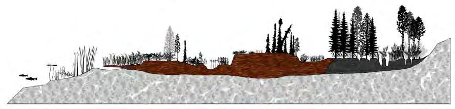 Inferred Product Background This section is directly taken from A field guide to the wetlands of the Boreal Plains Ecozone of Canada by Smith et al. 2007.