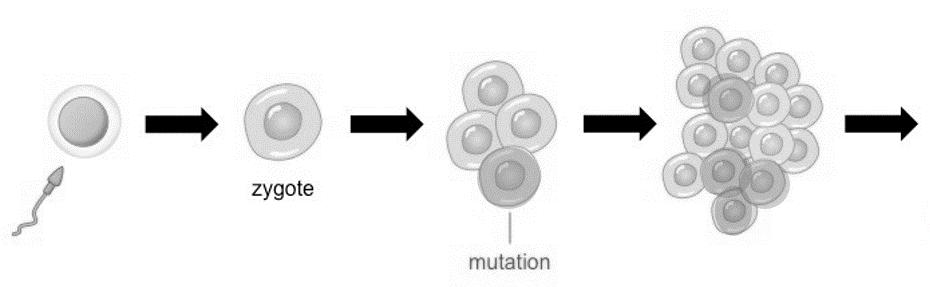 I. Gene Mutations a) Germinal Mutations: occur w/in the DNA of stem cells that ultimately form gametes.
