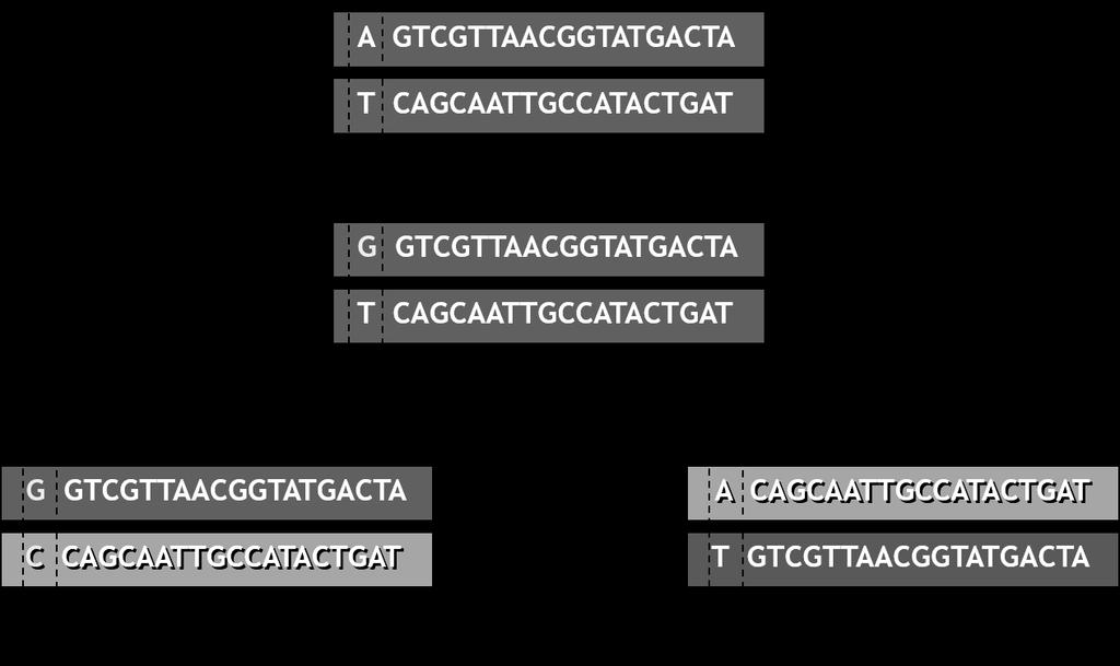 II. Base Substitutions/Point Mutations A Base Substitution or Point Mutation is the simplest & most common genetic mutation.