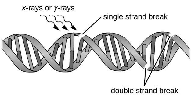 Figure 5b: Physical Mutagens: Ionizing Radiation Strong ionizing radiation like X-rays & gamma rays can