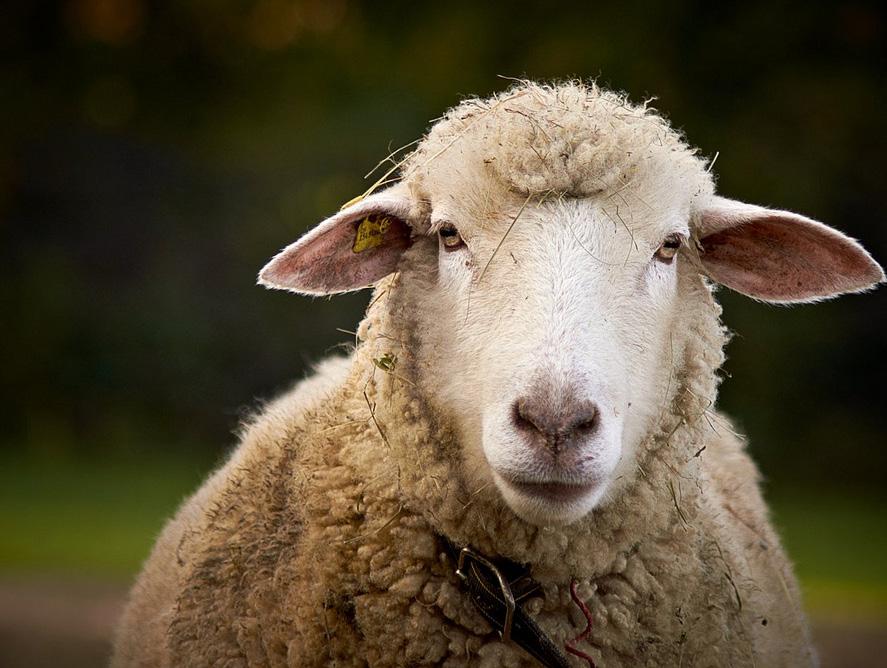 { Small ruminants } Common Name: Sheep or Goat Scientific Name: Sheep: Ovis aries Goat: Capra aegagrus hircus Weight: Adult: 175-300 lbs Water Intake: 2-3 gallons per day Dry Matter Intake: 1.8-4.