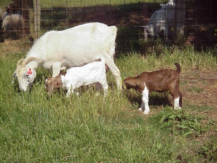 ETC. GOAT BREEDS CAN