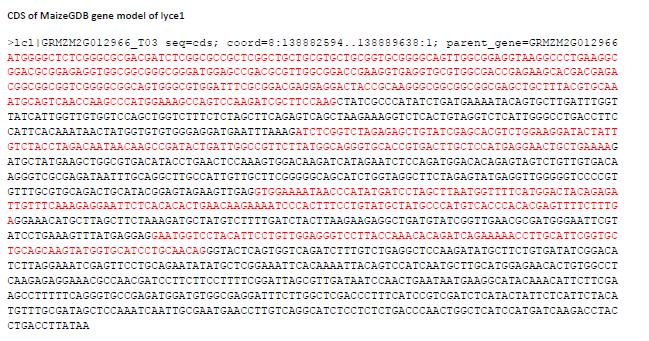Gene 3 8 or 9 exons possible alternative splicing 4150 bp of coding sequence for model 1; 3589 bp for model 2 Forward strand Candidate gene: lycopene epsilon cyclase 1 (lyce1) FGeneSH Prediction