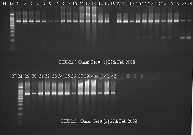 Amplification of CTX-M: Band size 766 bp Figure 4: PCR gel showing the amplification of the bla CTX-M gene.