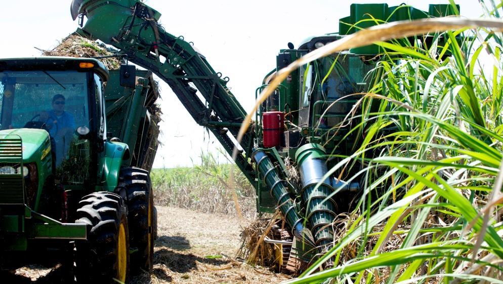 Raizen: Sugar cane harvesting