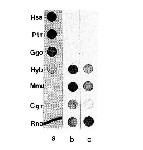 Blotting. Following the standard method (Maniatis et al, 1982), denatured gdnas were blotted onto the nitrocellulose membrane filters using a minifold apparatus (Schleicher & Schuell, Inc).