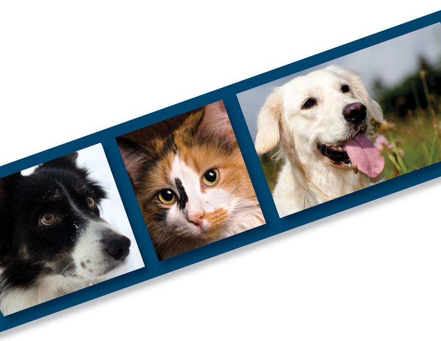 Companion Animal Market Consists of approximately: 96 million cats 83 million dogs 8 million horses Other pets Increased spending driven by: Human-animal bond Rising numbers of households with pets