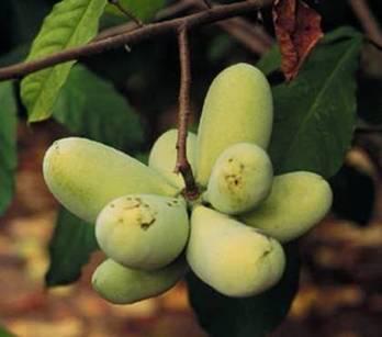 Native tree fruit in the southeastern U.