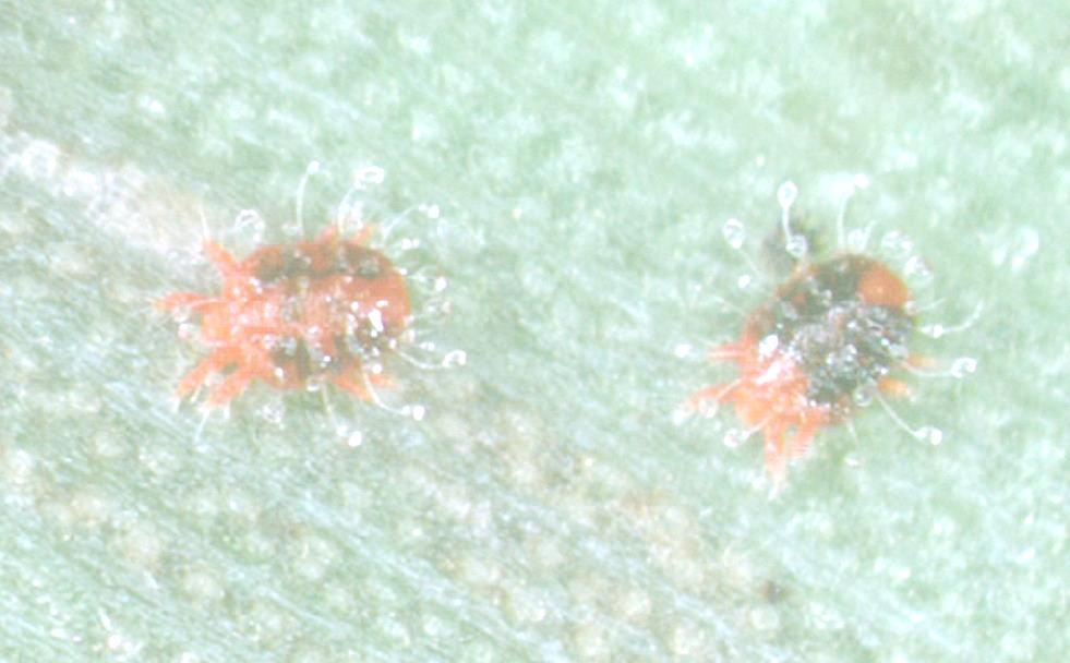 Red Palm Mite (Raoiella indica) Introduced ~2004, now widespread Associated with dramatic decline in production in some countries Good knowledge