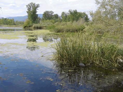 CRD: Constructed Wetlands Stormwater wetlands are designed