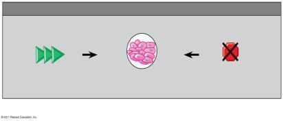 growth (adenoma) 5 Additional mutations Malignant tumor (carcinoma) Key Terms for Chapter 18 nucleosome, euchromatin, heterochromatin operon,, operator, repressible, inducible control elements,