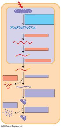 2. Gene Regulation in Eukaryotes Chapter Reading pp.