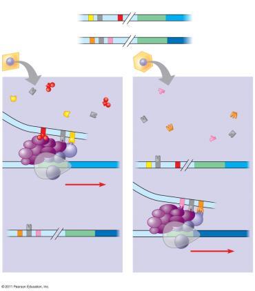 Enhancer Current Model of Eukaryotic Initiation Involves specific transcription factors as well as general transcription factors and other proteins involved in all transcription Initiation.