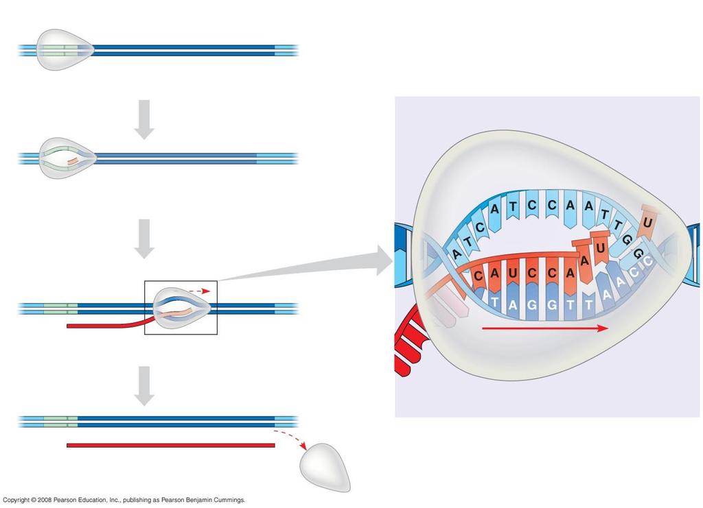 Promoter Transcription unit Start point RNA polymerase DNA 1 Initiation Elongation Nontemplate strand of DNA Unwound DNA RNA transcript Template strand of DNA 2 Elongation