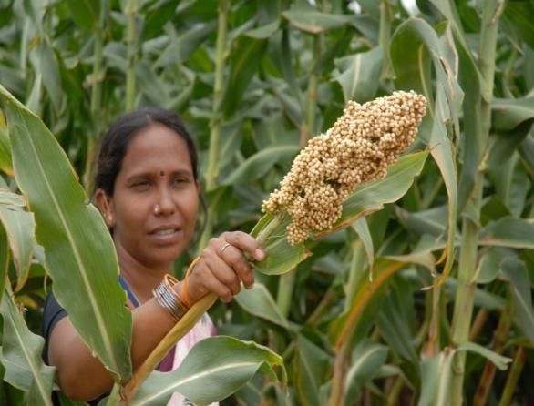 The HOPE Vision Increase sorghum and millet