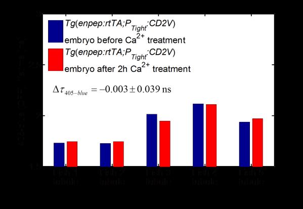 Supplementary Figure S6 Ca 2+ treatment lost effect on sensor in multiple Tg(enpep:rtTA; PTight:) embryos after 36 hpf Fig. S6. Ca 2+ treatment lost effect on sensor in multiple Tg(enpep:rtTA; PTight:) embryos older than 36 hpf.