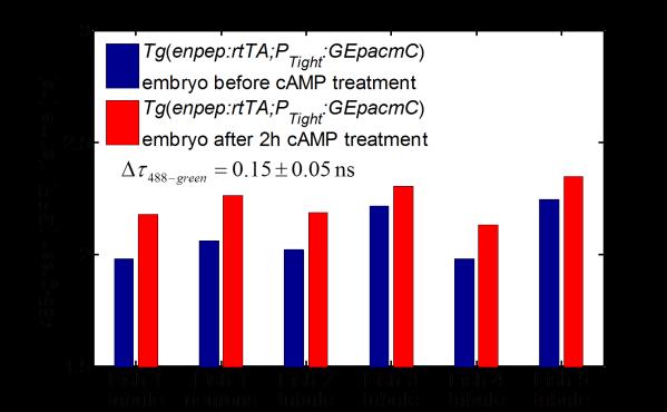 Supplementary Figure S8 Effect of camp treatment on sensor in multiple Tg(enpep:rtTA; PTight:) embryos Fig. S8. Effect of camp treatment on sensor in multiple Tg(enpep:rtTA; PTight:) embryos between 40 and 48 hpf.