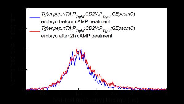 Supplementary Figure S12 Pixel lifetime histograms of a Tg(enpep:rtTA; PTight:; PTight:) embryo undergoing camp treatment Fig. S12. Pixel lifetime histograms of three Ex-Ex channels from a Tg(enpep:rtTA;PTight:;PTight:) embryo undergoing camp treatment.