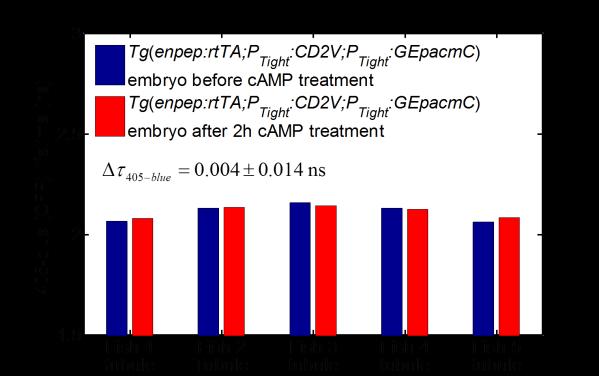 Supplementary Fig. S15 Effect of camp treatment on multiple Tg(enpep:rtTA;PTight:; PTight:) embryos 