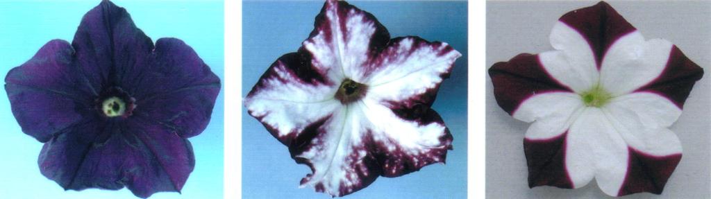 1.1 Introduction History of gene silencing - 1989, Richard Jorgensen tried to manipulate petunia plants - Goal: to intensify purple color by introduction of an