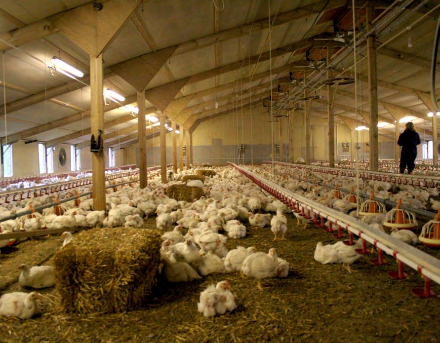RSPCA FREEDOM FOOD INDOOR SYSTEM, LANGALLER FARM, SOMERSET, UNITED KINGDOM Higher welfare indoor system with reduced stocking densities, natural light and enrichments, including straw bales to