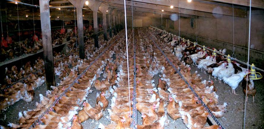 Broiler breeders Broiler breeders supplying Freedom Food systems, photographed in 2003. Hens, who are brown, have feed available ad lib. Males, who are white, are fed once a day.