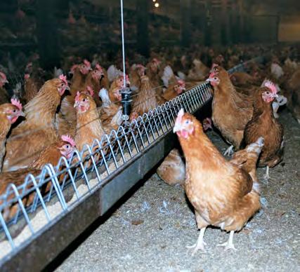 The Freedom Food scheme does not monitor the welfare of broiler breeders, but the lower growth rate requirement for their offspring is designed to improve the welfare of their parents.