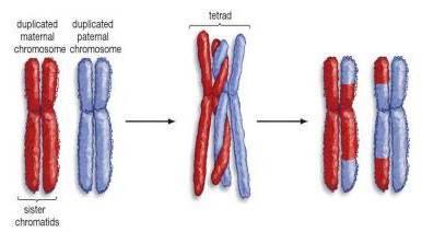 Part 3: Recombination (Crossing Over and Independent Assortment) Crossing-over Reading Introduction Recall that chromosomes come in pairs.