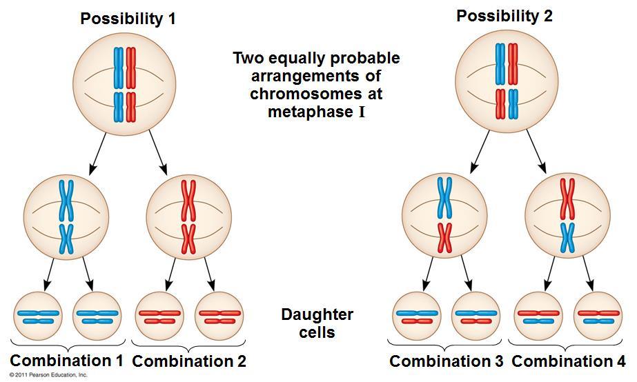 Independent Assortment Reading When cells divide during meiosis, homologous chromosomes are randomly distributed to daughter cells.