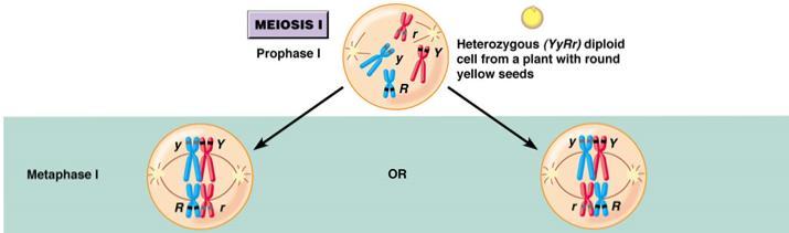 Independent Assortment Practice Go to the following website to give you a detailed visual model of crossing over during meiosis: http://www.sumanasinc.