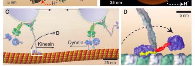 Recent results, making use of the latest microscopy technology, have been able to visualize the way small organelles such as the bacterial flagellar motor, or the kinesin and dynein proteins are