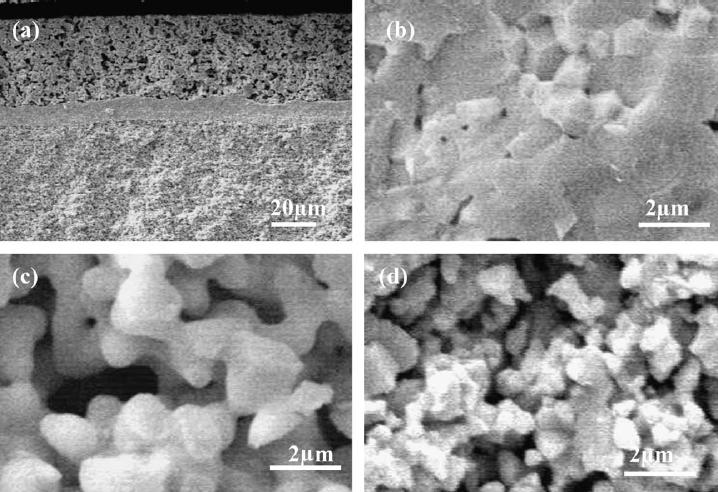 BSCF XRD pattern of BSCF Well developed crystallization In contrast to the dense electrolyte film, electrodes are highly porous.