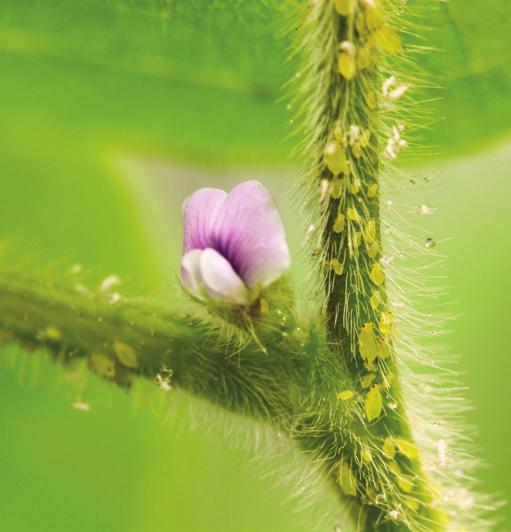 A guide to Soybean Aphids in South Dakota Adam Varenhorst Assistant Professor & SDSU Extension Field Crop Entomologist Patrick