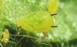 Soybean aphid (Aphis glycines) agronomy Description Very small, approximately 1/8 long Bright green to yellow Black cornicles (tailpipes) on the