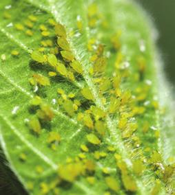 Scouting methods agronomy Traditional method Randomly select 20 plants throughout the soybean field. Examine all parts of each plant, and count the number of aphids present.