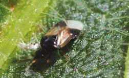 Management agronomy Economic Threshold The economic threshold for soybean aphids is 250 aphids per plant.
