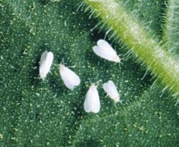 11. Potato leafhopper