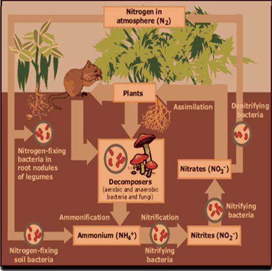 3. Nitrogen Cycle Introduction The nitrogen cycle represents one of the most important nutrient cycles found in terrestrial ecosystems.