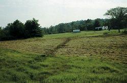 Recognizing grassland habitats Grasslands are an increasingly rare sight in New Hampshire.
