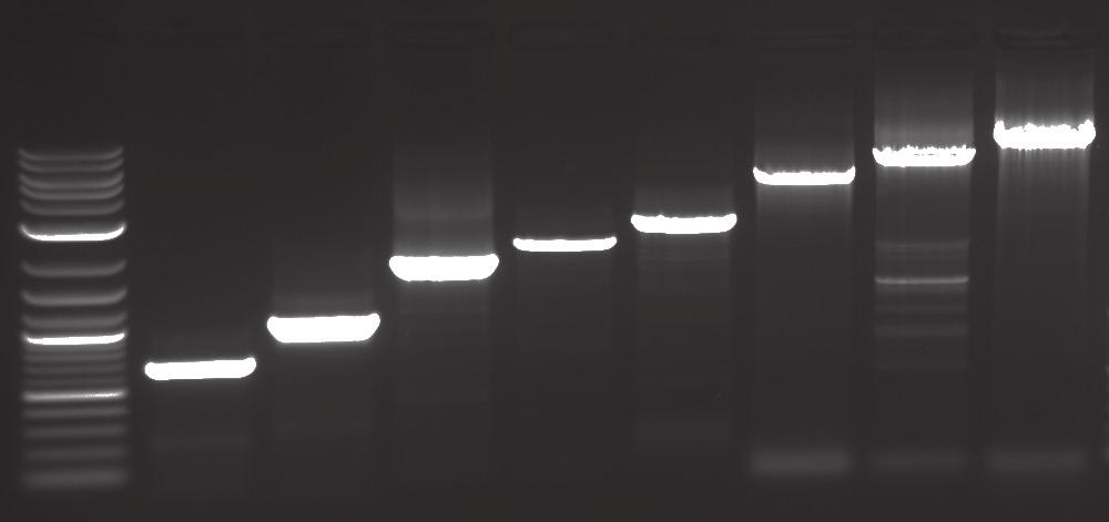 Introduction: The OneTaq One-Step RT-PCR Kit offers sensitive and robust end-point detection of RNA templates.