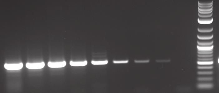 Figure 2. Sensitive detection of RNA down to 1 pg.