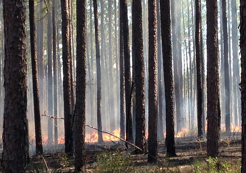 FORESTRY & WATER RESOURCES A Pictorial Comparison of Seasonal Timing and Frequency of Prescribed Fire in Longleaf Pine Stands When using prescribed fire in longleaf pine stands, land managers should