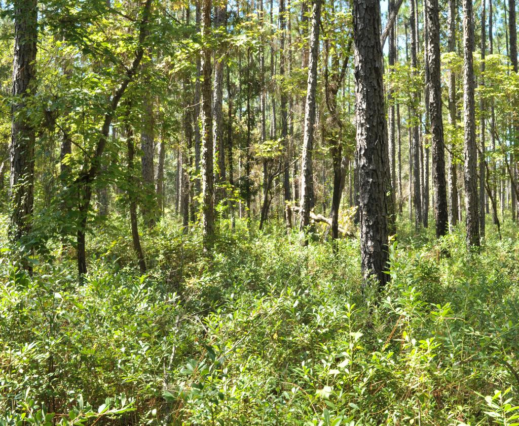 Three-Year Fire Interval (Figures 3 and 4) Longleaf pine stands burned every 3 years have a relatively open understory.