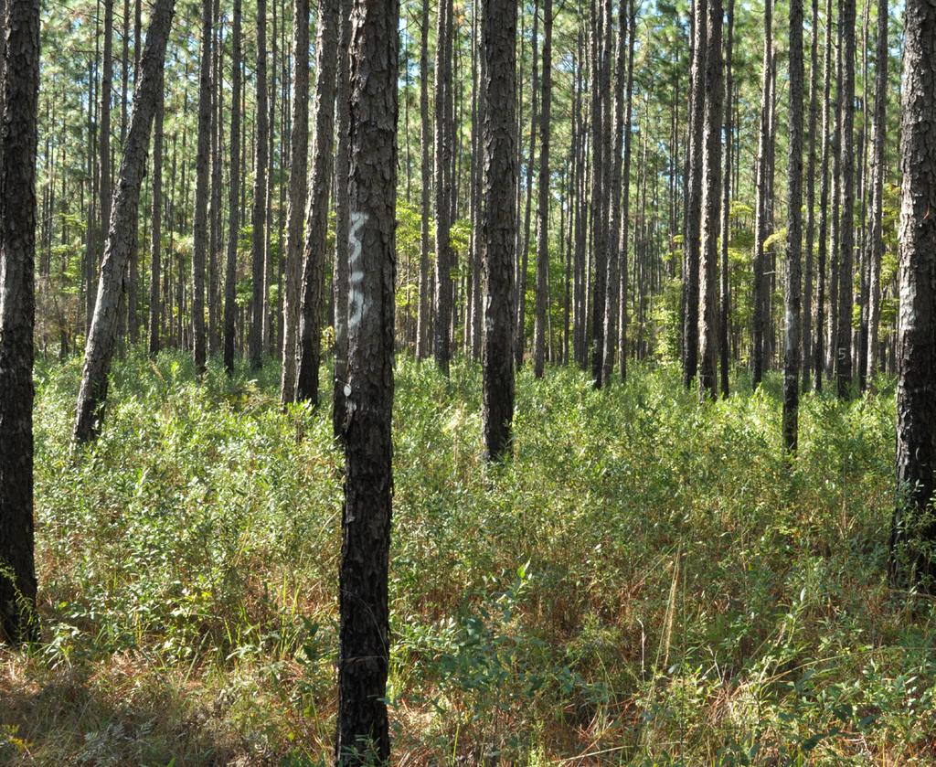 Longleaf pine stand burned every 3 years in the dormant season. In the image of the dormantseason fire (fig.
