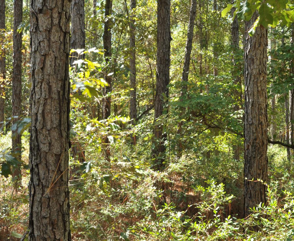 Five-Year Fire Interval (Figures 5 and 6) Introducing fire into a longleaf stand after a long interval can cause problems due to fuel buildup.