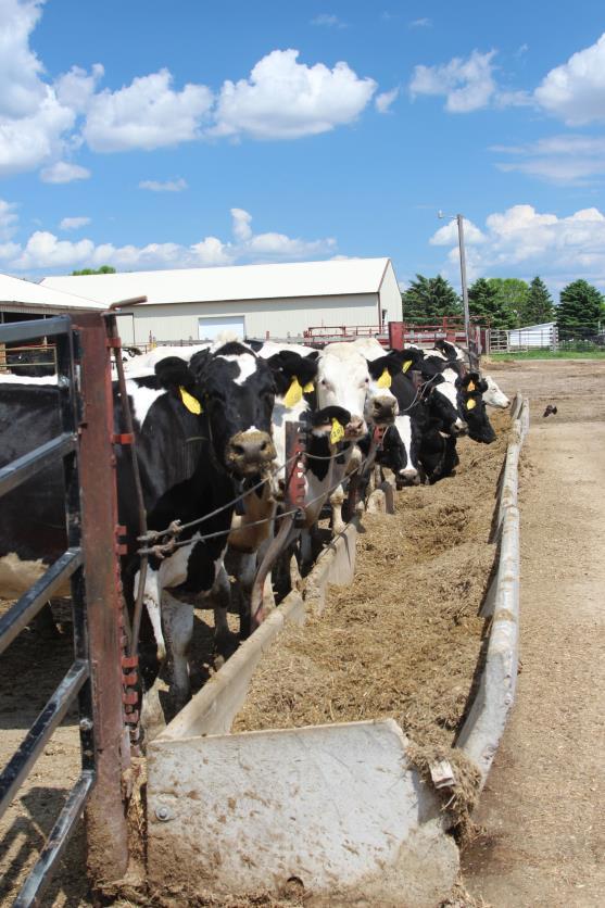 WCROC Dairy Study Goals Identify how changes in milking system technology impact the carbon and energy footprint of the WCROC dairy operation Compare