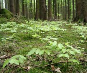 Example Conversion of forests to adapt to climate change in Bavaria The Bavarian Climatic Program foresees