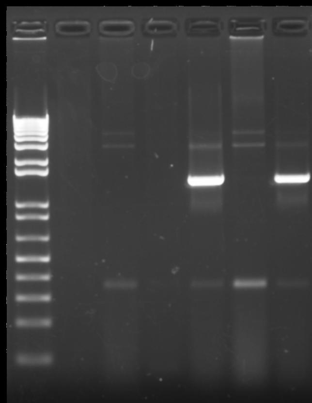 Figure 7 shows the construct that we expect to get out of PCR machine. The black arrows at the ends are the same PCR primers.